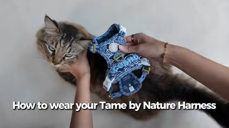 How to wear Tame by Nature Everyday Harness