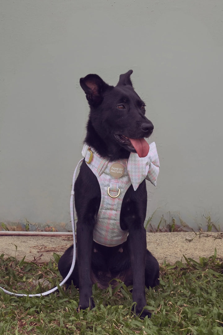 EVERYDAY HARNESS Pastel Houndstooth