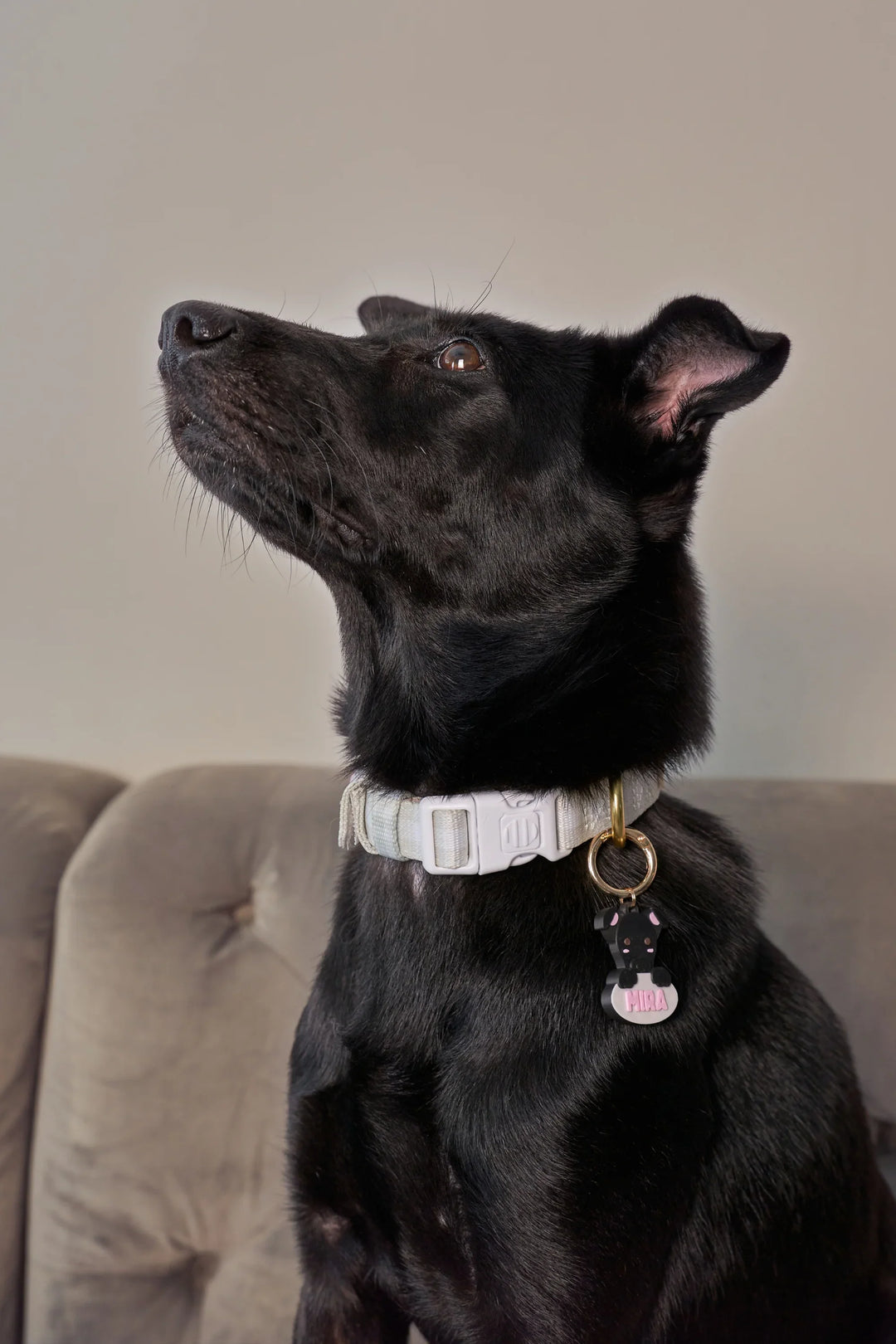 EVERYDAY COLLAR Milky Sage Gingham