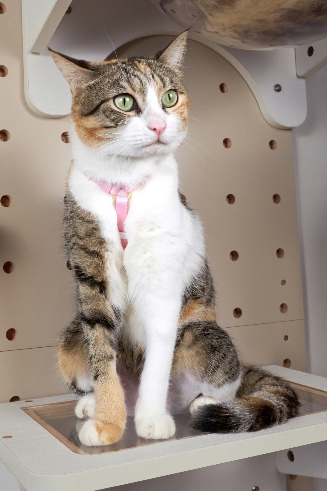 AIR HARNESS Rose