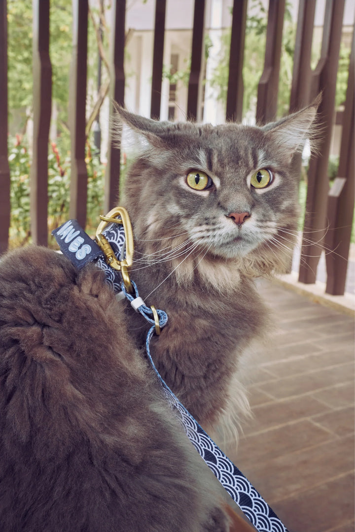 EVERYDAY HARNESS Twilight Japanese Waves