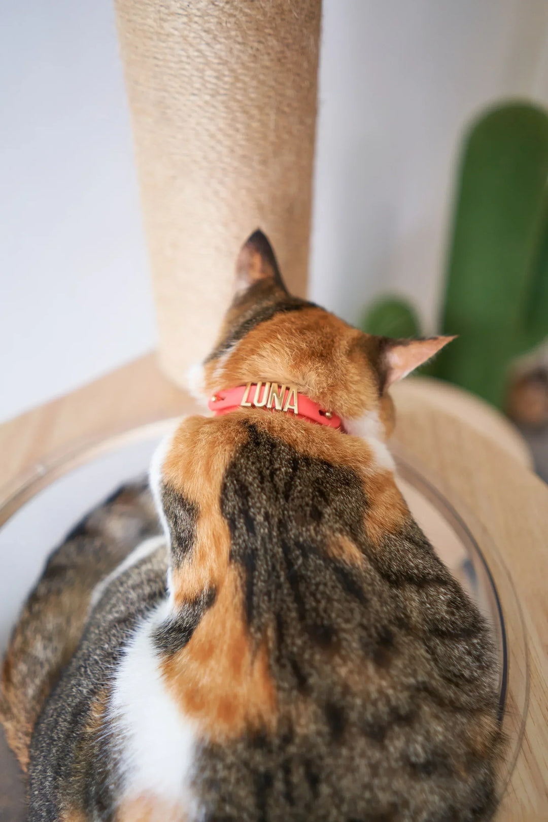 WATERPROOF COLLAR Lilac