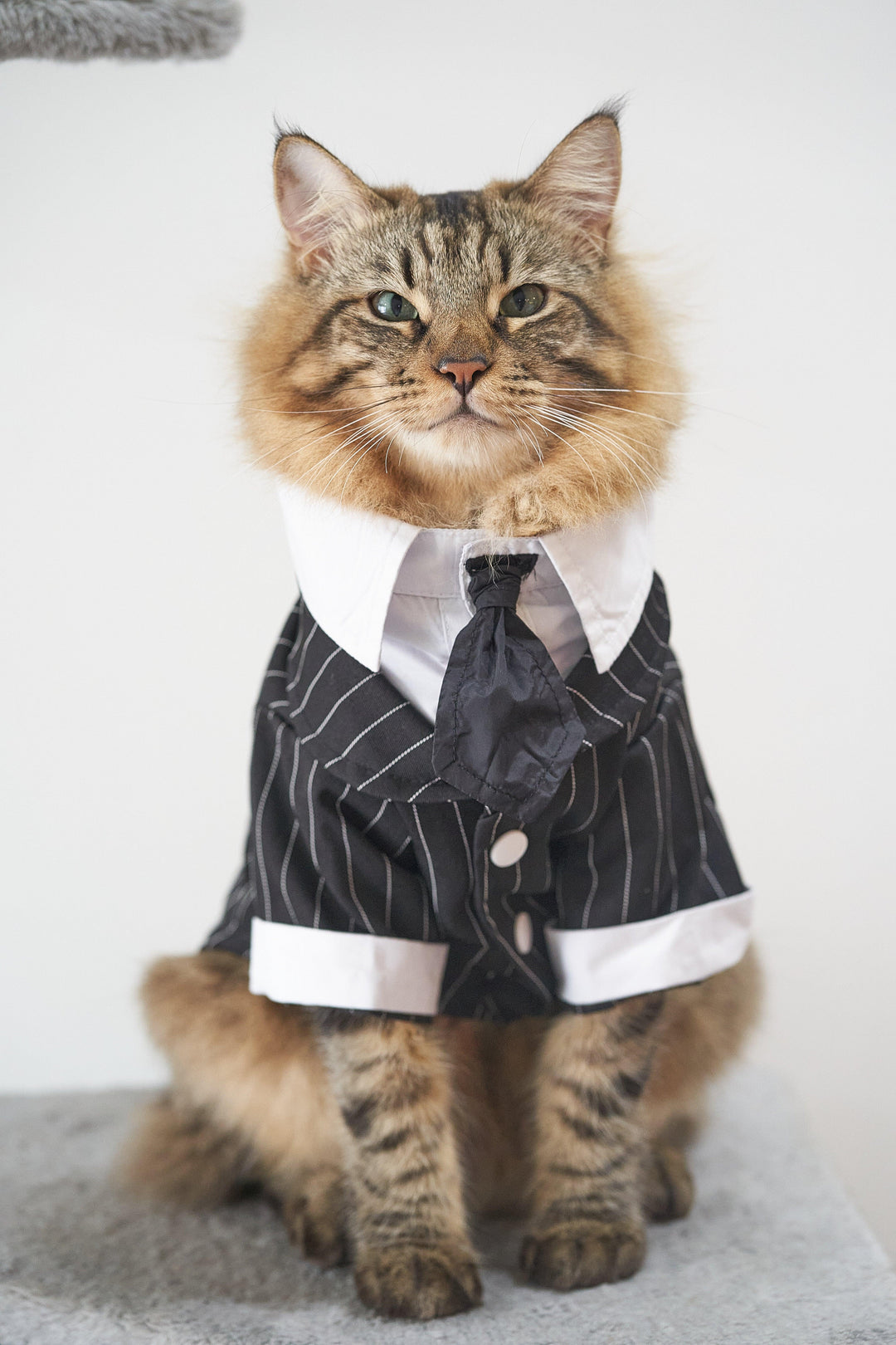 CHARLIE STRIPED TUXEDO WITH TIE