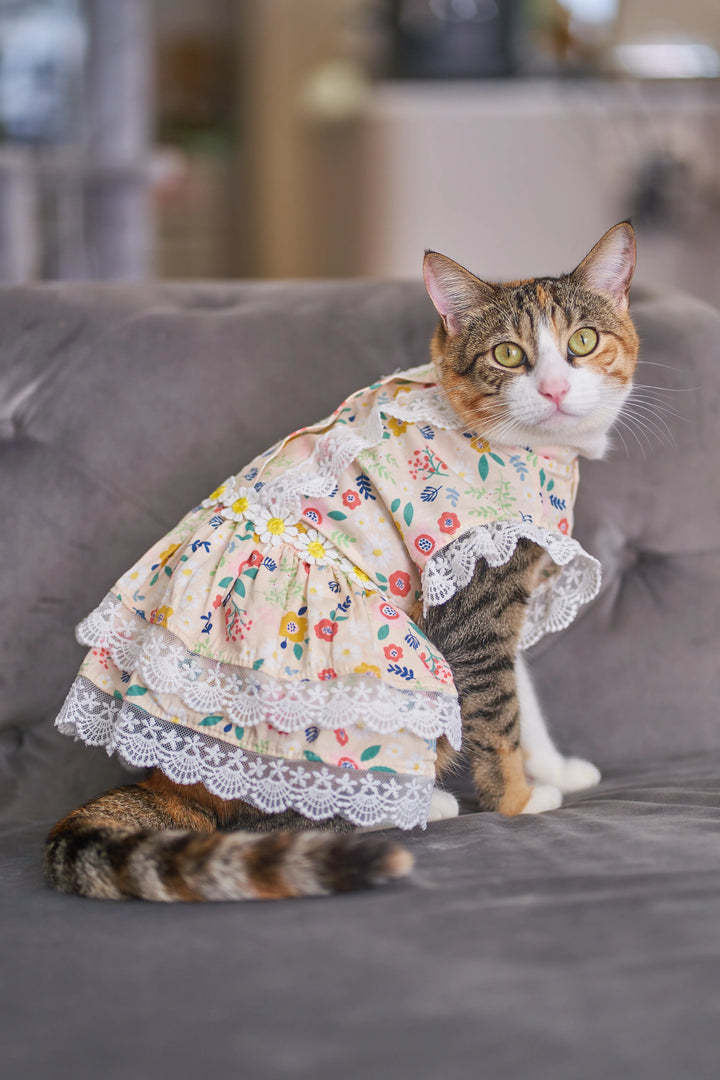 BELLA FLORA LACE DRESS Cream