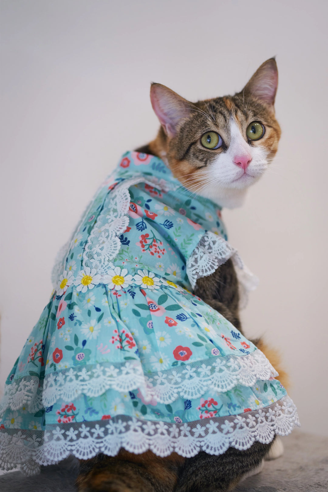 BELLA FLORA LACE DRESS Turquoise