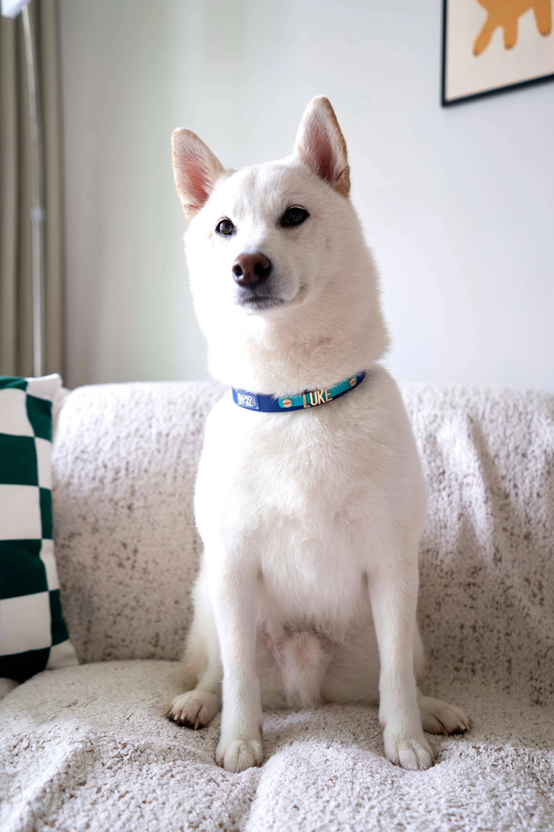 WATERPROOF COLLAR [2ND GEN] Lilac